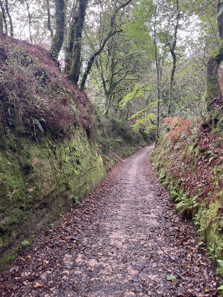 Femeie pe Camino Portughez de coastă Prin padure