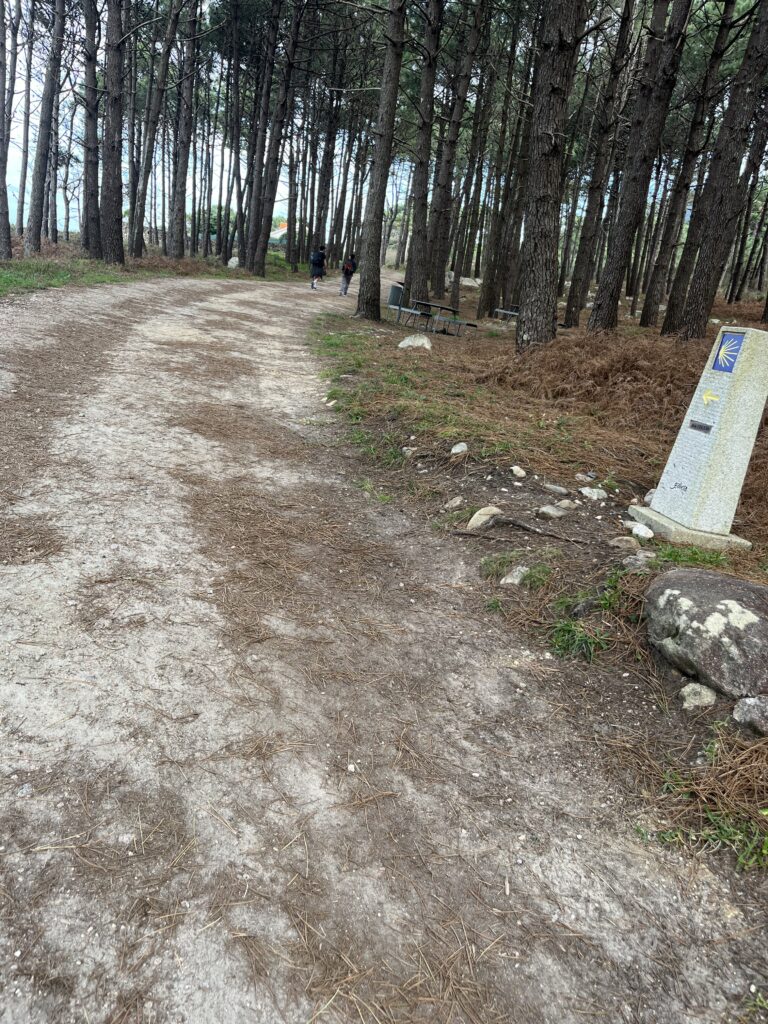 Pădure de pin în Portecelo Oia pe Camino Portughez de coastă